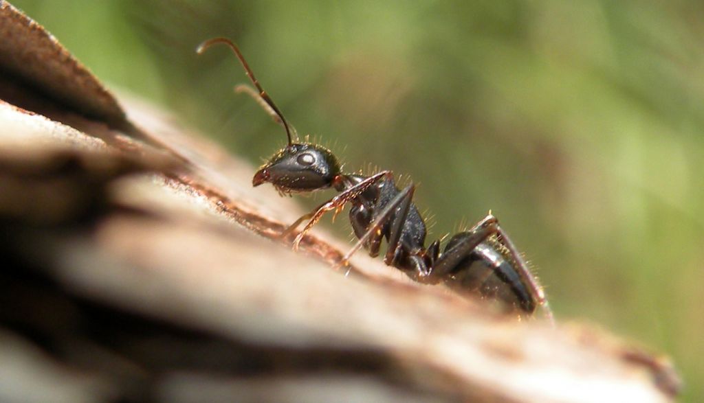 Camponotus aethiops